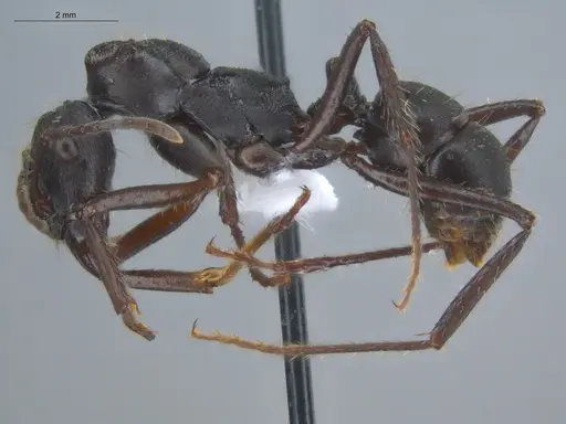 Ectatomma lugens - ECOFOG-IT14-0403-11