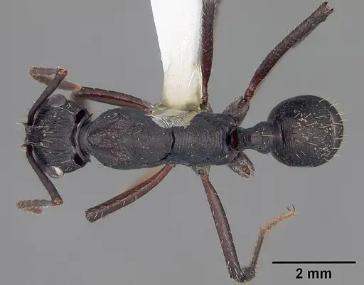 Ectatomma lugens - USNMENT00445341