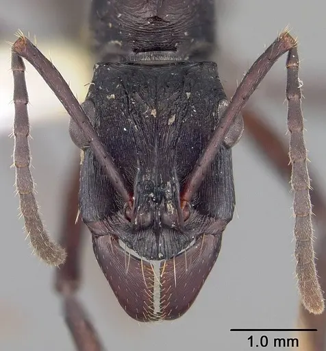 Ectatomma lugens - USNMENT00445341