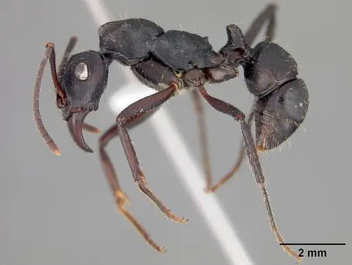 Ectatomma lugens - USNMENT00445341