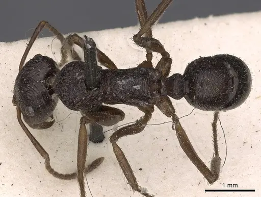 Ectatomma muticum specimen