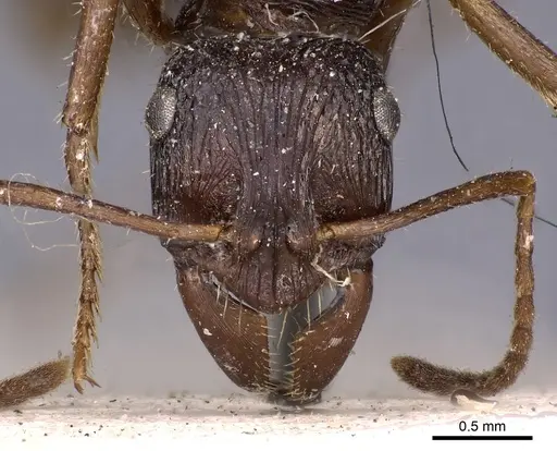 Ectatomma muticum specimen