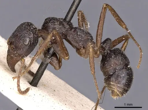 Ectatomma muticum specimen