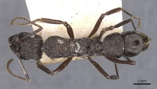 Ectatomma muticum - CASENT0907181