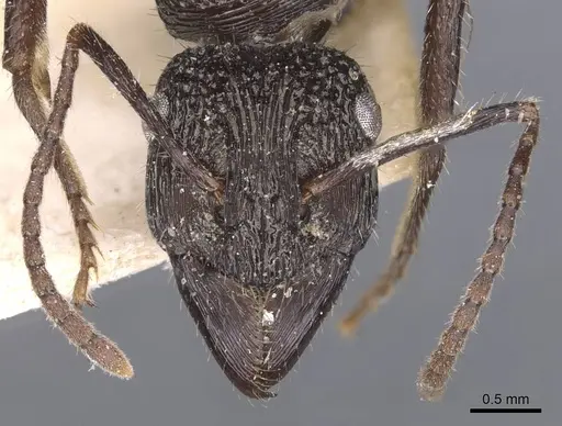 Ectatomma muticum - CASENT0907181