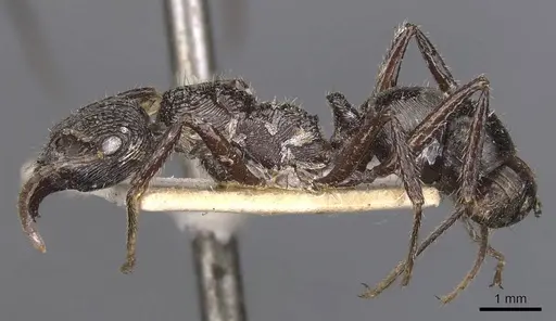 Ectatomma muticum - CASENT0907181