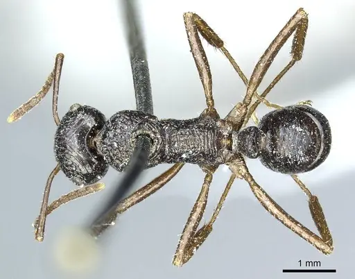 Ectatomma muticum - CASENT0915907