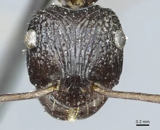 Ectatomma muticum - CASENT0915907