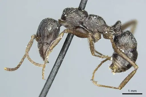 Ectatomma muticum - CASENT0915907