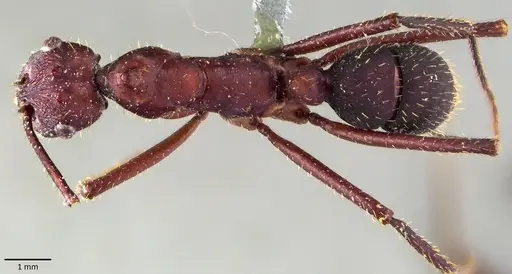 Ectatomma opaciventre specimen