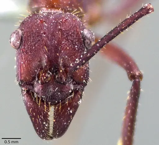 Ectatomma opaciventre specimen