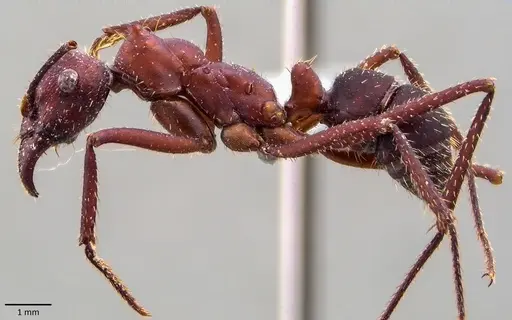 Ectatomma opaciventre specimen