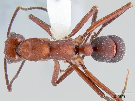 Ectatomma opaciventre - CASENT0106081