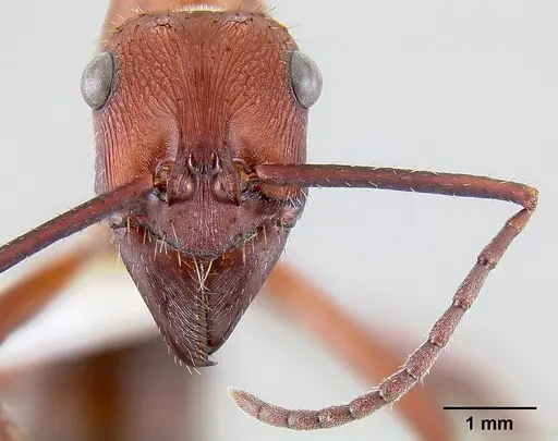 Ectatomma opaciventre - CASENT0106081