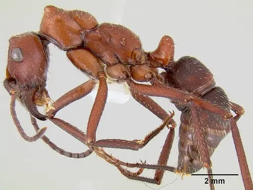 Ectatomma opaciventre - CASENT0106081