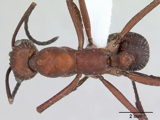 Ectatomma opaciventre - CASENT0173377