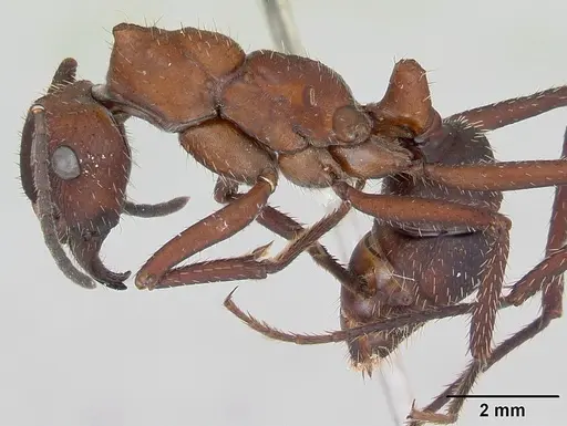 Ectatomma opaciventre - CASENT0173377