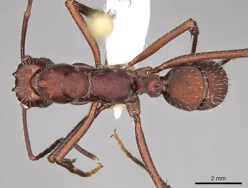 Ectatomma opaciventre - CASENT0281506