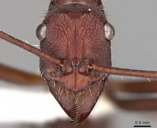 Ectatomma opaciventre - CASENT0281506