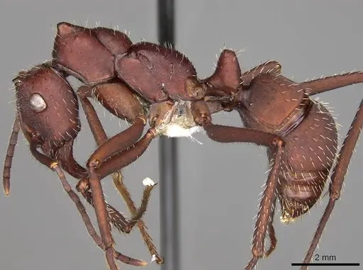 Ectatomma opaciventre - CASENT0281506