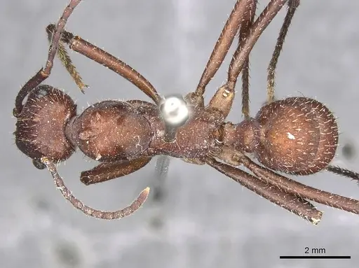 Ectatomma opaciventre - CASENT0915107