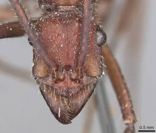 Ectatomma opaciventre - CASENT0915107