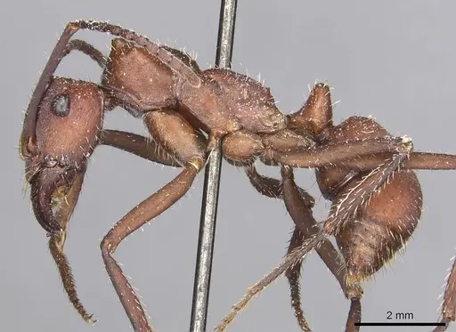 Ectatomma opaciventre - CASENT0915107