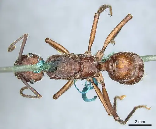 Ectatomma opaciventre - CASENT0915908