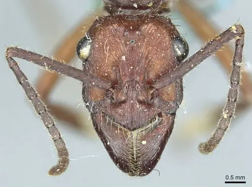 Ectatomma opaciventre - CASENT0915908