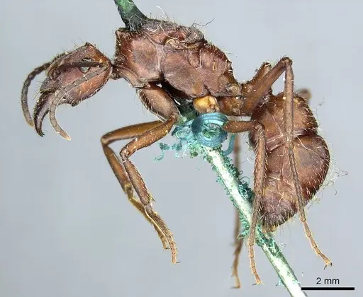 Ectatomma opaciventre - CASENT0915908