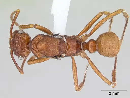 Ectatomma parasiticum specimen