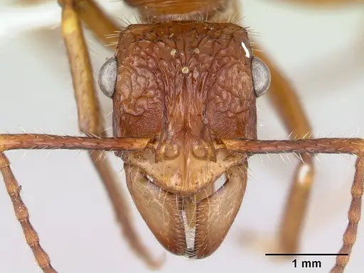 Ectatomma parasiticum specimen