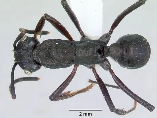 Ectatomma permagnum specimen