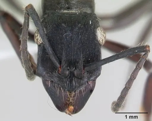 Ectatomma permagnum specimen