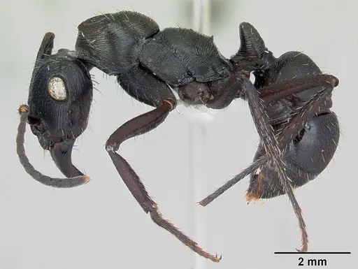 Ectatomma permagnum specimen