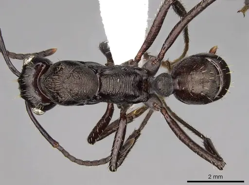 Ectatomma permagnum - CASENT0281507