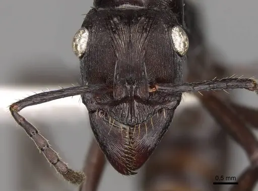 Ectatomma permagnum - CASENT0281507