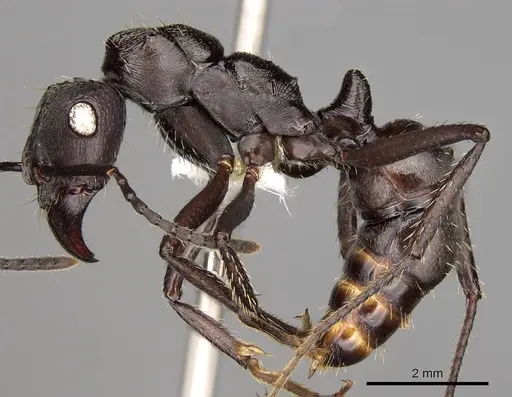 Ectatomma permagnum - CASENT0281507