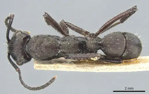 Ectatomma permagnum - CASENT0903842