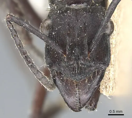 Ectatomma permagnum - CASENT0903842