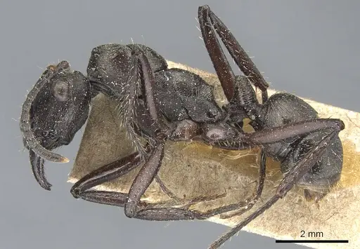 Ectatomma permagnum - CASENT0903842