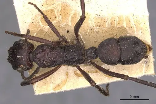 Ectatomma permagnum - CASENT0905379