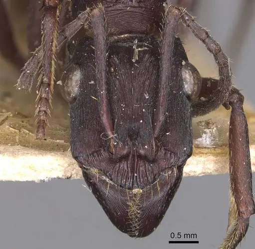 Ectatomma permagnum - CASENT0905379