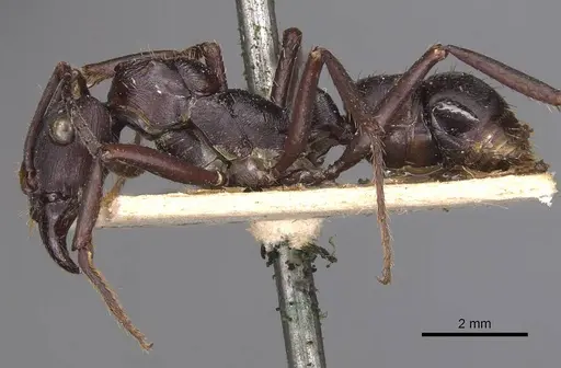 Ectatomma permagnum - CASENT0905379