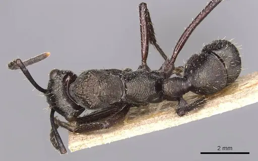 Ectatomma permagnum - CASENT0905381