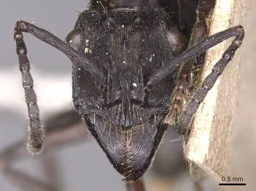 Ectatomma permagnum - CASENT0905381