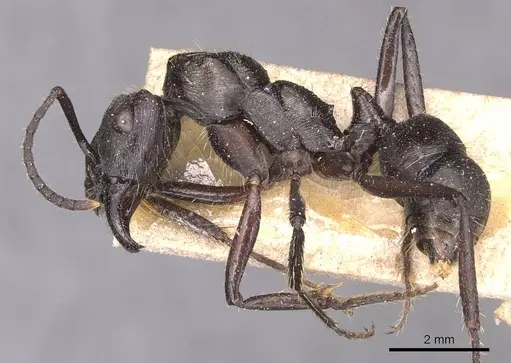 Ectatomma permagnum - CASENT0905381