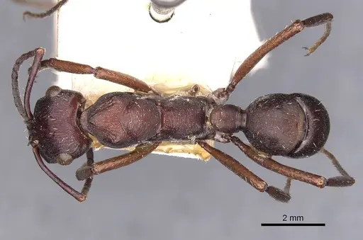 Ectatomma permagnum - CASENT0907182