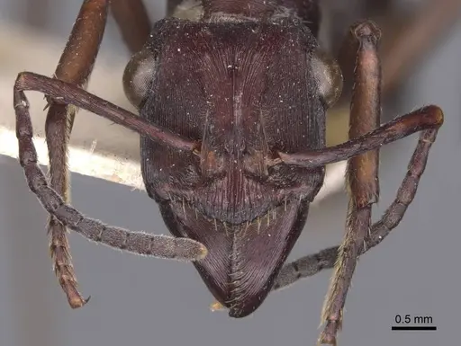 Ectatomma permagnum - CASENT0907182