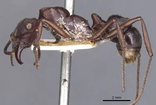 Ectatomma permagnum - CASENT0907182